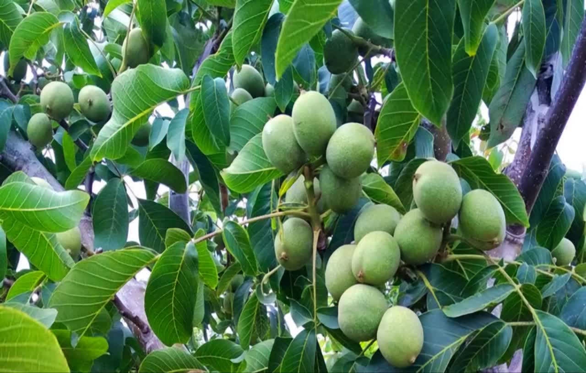 پیش‌بینی تولید ۱۰ هزار تن گردو در آذربایجان غربی